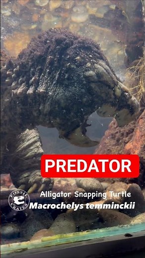 Alligator Snapping Turtle: Mossy Shell + Tongue Lure! 🐢🎣 #AlligatorSnappingTurtle #Turtles #Reptiles