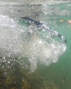 2.3K reactions · 137 shares | Sometimes it’s the simple things in life that stir the soul. We craft our rods in hopes they inspire a revival… a return to the pure and simple spirit of adventure. | Moonshine Rod Company | Facebook