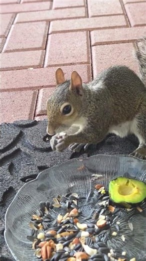 Feed Me a Nut Please #squirrel #squirrels #wildlife #cuteanimals