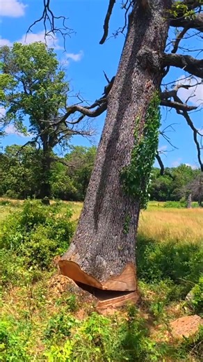 8.6K views · 235 reactions | These are the best tree cutting action scenes of the week. No music and no narration just the sights and sounds of the week that was | Boys In The Woods | Facebook
