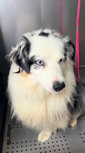 TikTok - Make Your Day