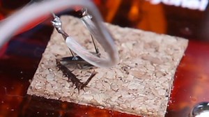 Watch an iPod control a cockroach leg