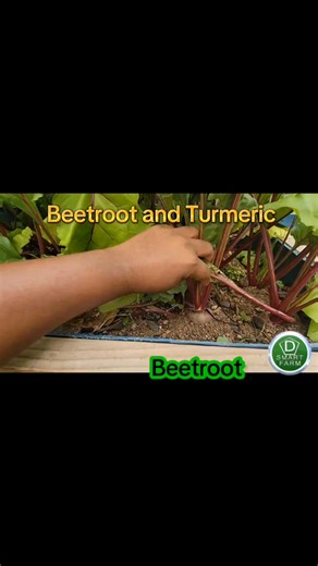 Every crop tells you when it's ready. This beetroot still needs time in the soil. The turmeric can still remain, but a light harvesting was done. Pull too early,you lose yield. Wait too long,you lose quality. Remember, grow what you eat,eat what you grow! #dsmartfarm #agriculture #foodislife #eatwhatyougrow🎋☘️🌿🌱 #Dominica #thenatureisle | D-SmartFarm
