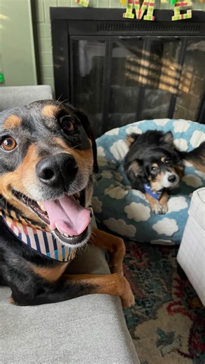 Summer Ipock on Instagram: "Two dogs HOME in one week 🥹💙 Follow @noatherescuedoodle to keep up with our foster journey! • • • • #rescuedog #adopted #dogmom #fosterdog #heelermix"