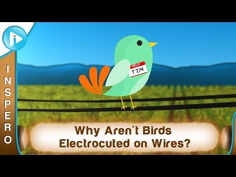 Why Aren't Birds Electrocuted on Wires?