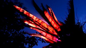 Flight of Passage: plus size and accessible information