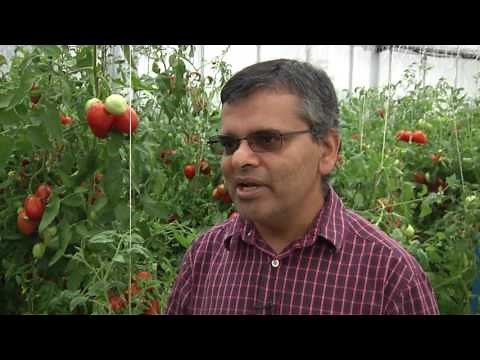 Scientist Uses Advanced Techniques to Speed Tomato Breeding