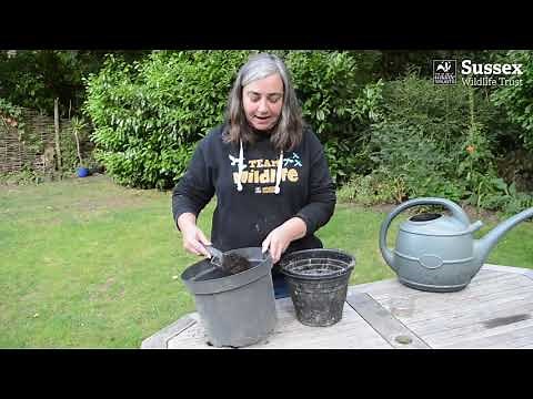 How to make seed bombs