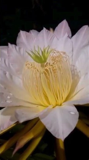 You Won’t Believe This Dragon Fruit Bloom! | Why This Flower Only Blooms at Night 🌙