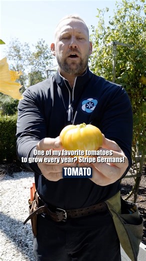 One of my favorite tomatoes to grow is the Striped German tomato. It’s an heirloom variety with red and yellow marbling and a rich, meaty texture. They’re perfect for slicing and showing off their color, and the flavor is as good as it looks. #tomatoes #stripedgermantomato #vegetables #gardening | Eco Logic