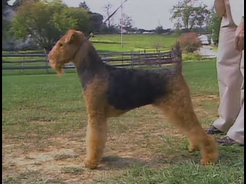 Airedale Terrier - AKC Dog breed series