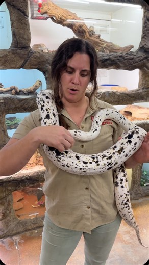 The Reptile Zoo on Instagram: "Have you ever seen a Cow Reticulated Python?! 😱😍 (No, her mom isn’t a cow 🐮🤣!) Seriously though, just look at how stunning she is 🤩 I absolutely can’t wait to see those spots develop even more on her body because she is going to grow up any where to be 15-21ft one day!!🤯🐍 Now we just need a name for this beauty! Any suggestions?!🥰👀"