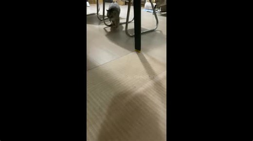 Cat catches and chases mouse under table in Hebei, China