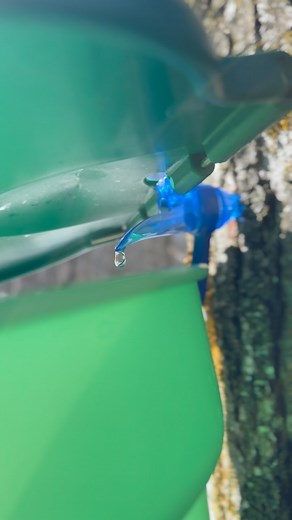 5.7K views · 732 reactions | The sap is flowing today and what a sweet sound it is  #sapstory | The Maple Farmer | Facebook