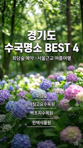 여름에 안 가면 후회하는 경기도 수국명소 BEST 4 화담숲.아침고요수목원.벽초지수목원.한택식물원
