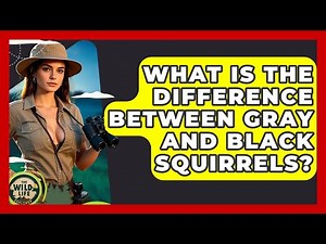 What Is The Difference Between Gray And Black Squirrels? - The Wild Life Explorer