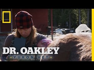 Hands Up a Horse | Dr. Oakley, Yukon Vet