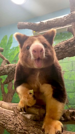 36K views · 884 reactions | Libby loves celery! 殺 | San Antonio Zoo | Facebook