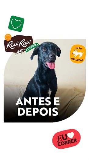 Raw Raw - Por uma vida mais canina on Instagram: "No Adestra RawRaw de hoje, a Gabriella Cardoso (@minidogos) mostra que quando o passeio vira uma batalha, ninguém sai ganhando, nem o cão, nem o tutor. 🐾 O Pelé puxava, pulava, tentava fugir. Com o tempo, os passeios foram sendo evitados e quanto menos ele saía, mais ansiedade e descontrole apareciam. O que mudou esse cenário não foi força, bronca ou tranco. Foi adestramento positivo, rotina bem estruturada, ajustes simples no dia a dia e, princ