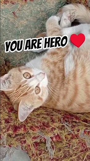 True Love in Cat Form 😻❤️ | Most Adorable Cat Moments #CatLover