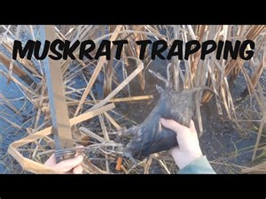 Muskrat Trapping! Baited Sets