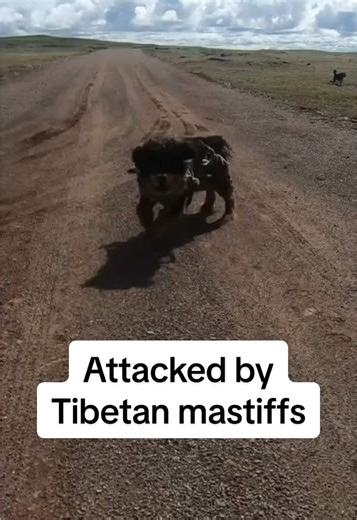 Talking to @Eddie Hall - The Beast about being followed by wolves and being attacked by Tibetan Mastiffs. These dogs are huge and in west China / Tibet, they’re semi-wild and angry as hell. If they’re not chained up, they’re coming after you and you need to be ready to defend yourself…..
