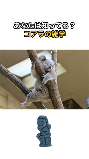 あなたは知ってる？？コアラの雑学
