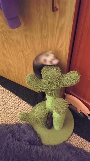 Ferret climbing his cat tree. Brick where are you climbing to?