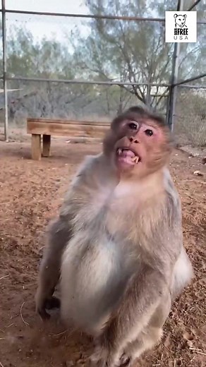 Lip smacking is a common form of communication among macaques, used to communicate many feelings and ideas. Here, Armstrong the monkey gives a sanctuary caretaker a friendly lip smack greeting! FOLLOW Born Free USA for more monkey content from our primate sanctuary! #monkey #macaque #primatesanctuary #sanctuary #sanctuarylife #animalrescue #wildlife #wildanimals #funnyanimals #animalbehavior