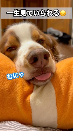 一生見ていたいむにゃむにゃ#オーストラリアンシェパード#かわいい犬 #癒し#大型犬