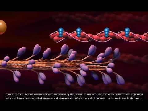 Muscle Contraction Process Molecular Mechanism 3D Animation