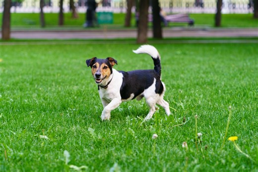 Owner rescues 12lb puppy, expects Jack Russell mix—DNA test says all big