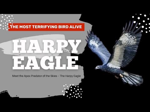 Harpy Eagle The Most Terrifying Birding Bird Alive