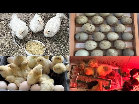 Rugeæg - Hvordan jeg opbevarer, udruger og pakker rugeæg