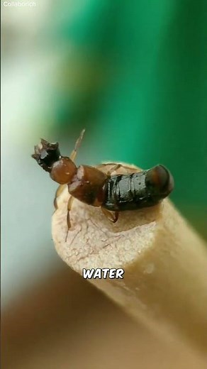 Rove Beetle Hunts With a Harpoon Mouth #natureismetal