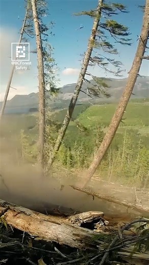 Using Explosives To Remove Huge Trees in Seconds! | Fossbytes