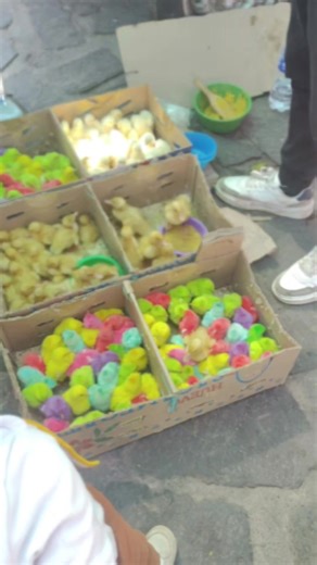 Pollitos de Colores: Conciencia sobre el Maltrato Animal