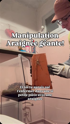 Gp.ramponi | Marie! Mon araignée géante dans son nouveaux terrarium! Elle se promène dedans chaque soir…tu veux voir? #araignées #animauxexotiques... | Instagram