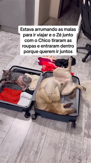 1.8M views · 10K reactions | Difícil até viajar depois dessa, né? ❤ Quem souber o @ desses fofos, marca aqui para a gente dar os créditos. 殺 #EuProtjoOsAnimais | Noraldino Júnior | Facebook