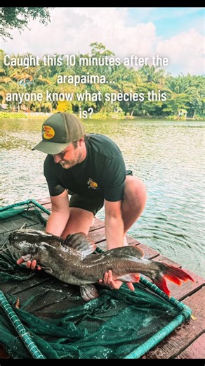 Arapaima Catch: Identifying the Species