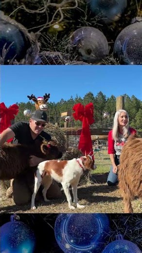 Merry Christmas From Piney Grove Homestead! #cowlife