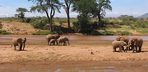 Elephants get drunk because they can’t metabolize alcohol like us