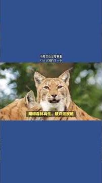 苏格兰迈出猞猁重引入计划的下一步#英国#英国生活#苏格兰#猞猁#动物#拯救#旅游#生态环境#隐秘#控制#规模#咨询