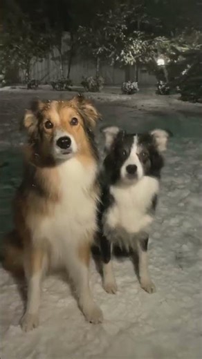Cute dogs in the snow! #dog #cute #puppy #dogshorts #dogmemes #dogshorts #dogvideos #doglove #snow