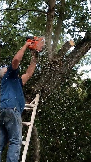 Pruning a maple tree #forestry