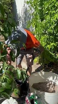 Planting new reed avodado tree. #gardening #garden #avocado #avocadotree