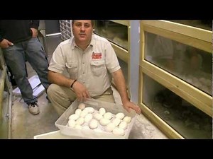 How to Keep a Retic Small