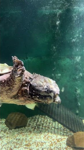 Meet Dexter, our alligator snapping turtle! 🐢