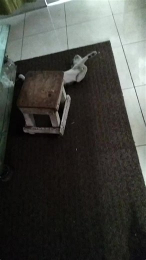 fitzroy (@fitzroymc)’s videos with original sound - fitzroy