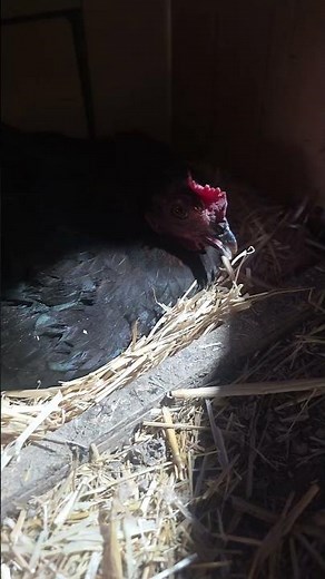 Brooding chicken coop 🐣🐣